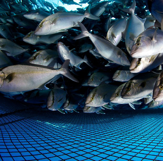 Aplikasi penjana oksigen PSA